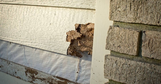 termite damage