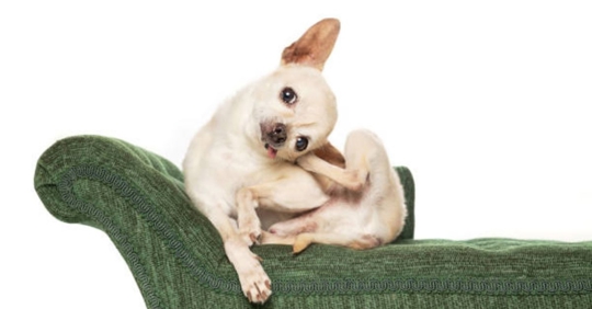 dog scratching