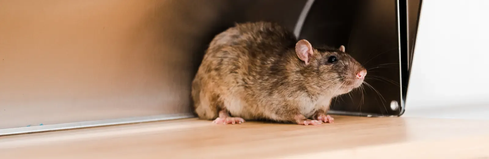 mouse hiding in kitchen