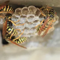 Bee Nest